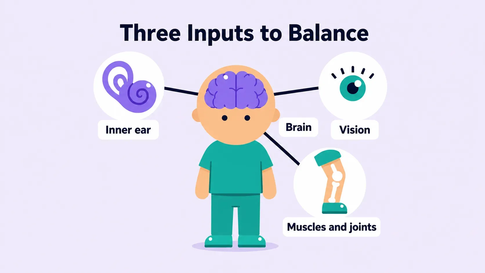 Diagram of the three inputs to balance (inner ear, vision, and muscles and joints), each connected to the brain, which combines them